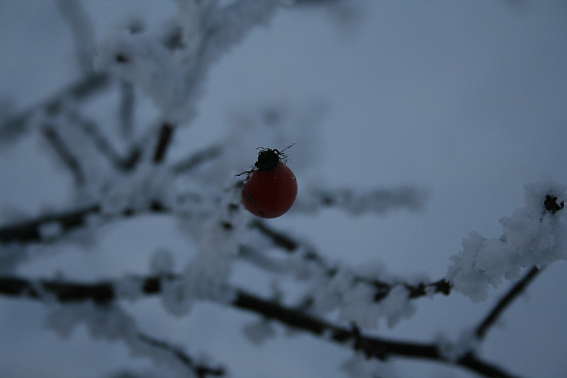 Bieszczady 12.2007 071